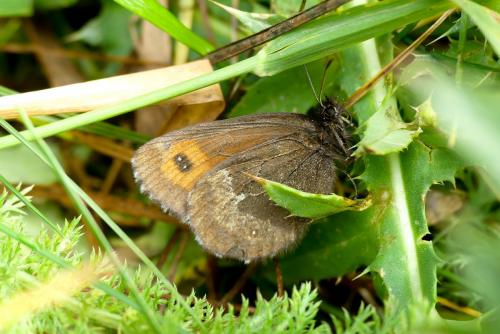 Réf. 213 643 : Erebia euryale